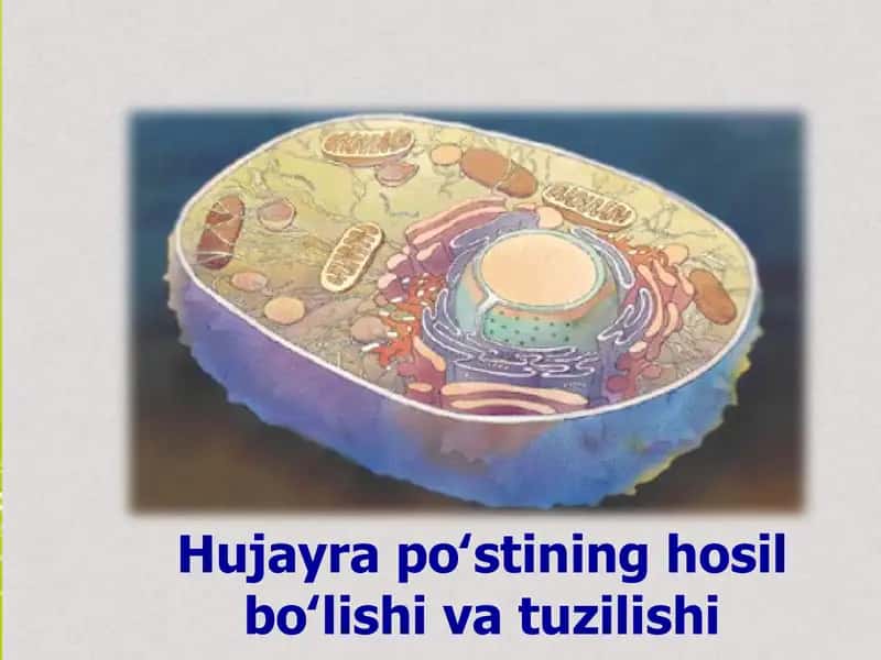 Hujayra poʻstining hosil boʻlishi va tuzilishi 1