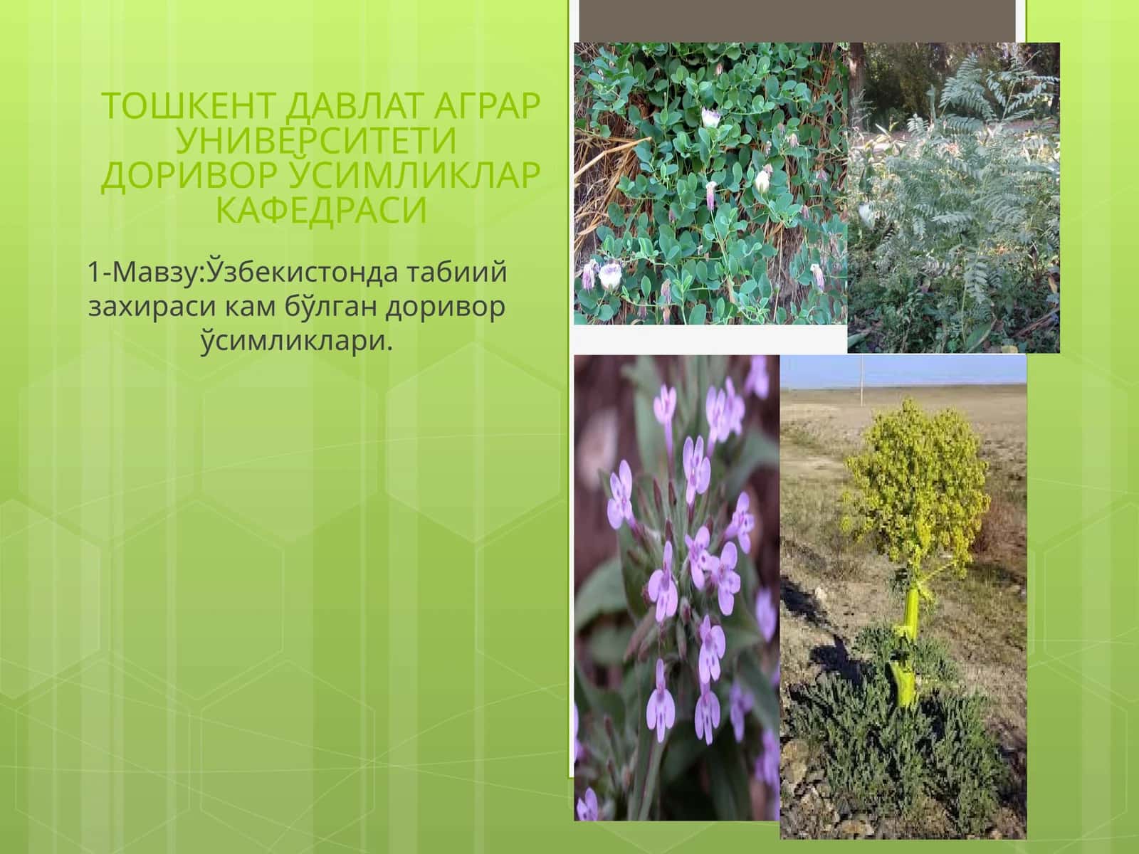 Тошкент давлат аграр университети доривор ўсимликлар кафедраси 1