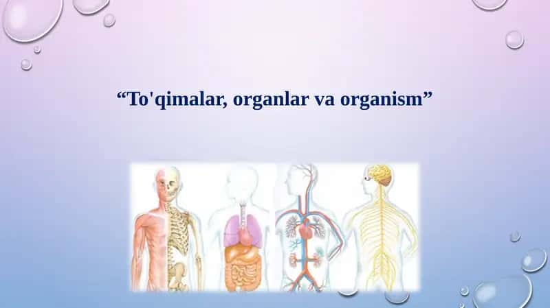 To'qimalar, organlar va organizm. 1