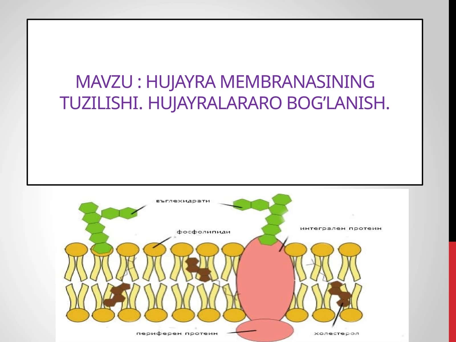 HUJAYRA MEMBRANASINING TUZILISHI. HUJAYRALARARO BOG’LANISH 1