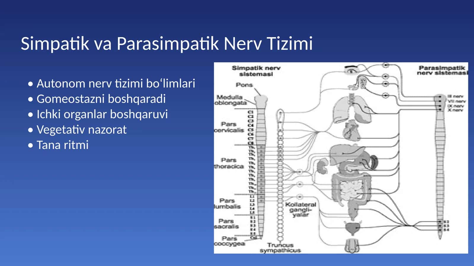 Simpatik va Parasimpatik Nerv Tizimi 1