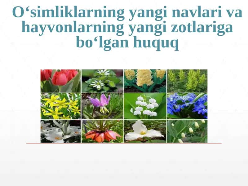 O‘simliklarning yangi navlari va hayvonlarning yangi zotlariga bo‘lgan huquq 1