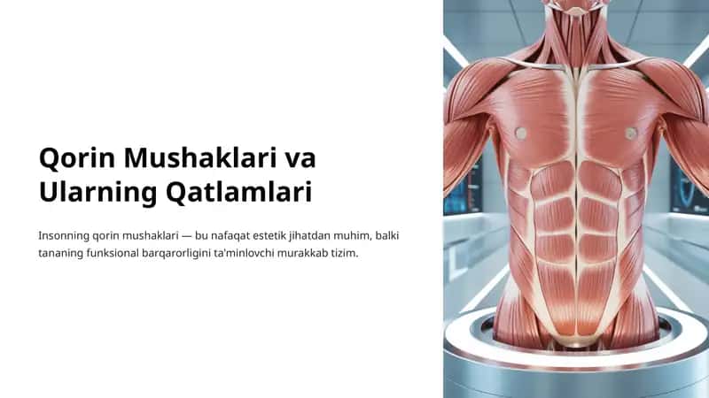 Qorin Mushaklari va Ularning Qatlamlari 1