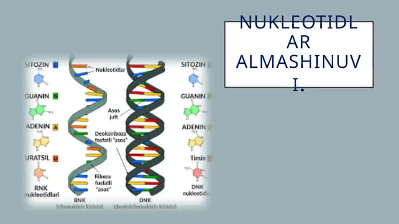 Nukleotidlar almashinuvi 1