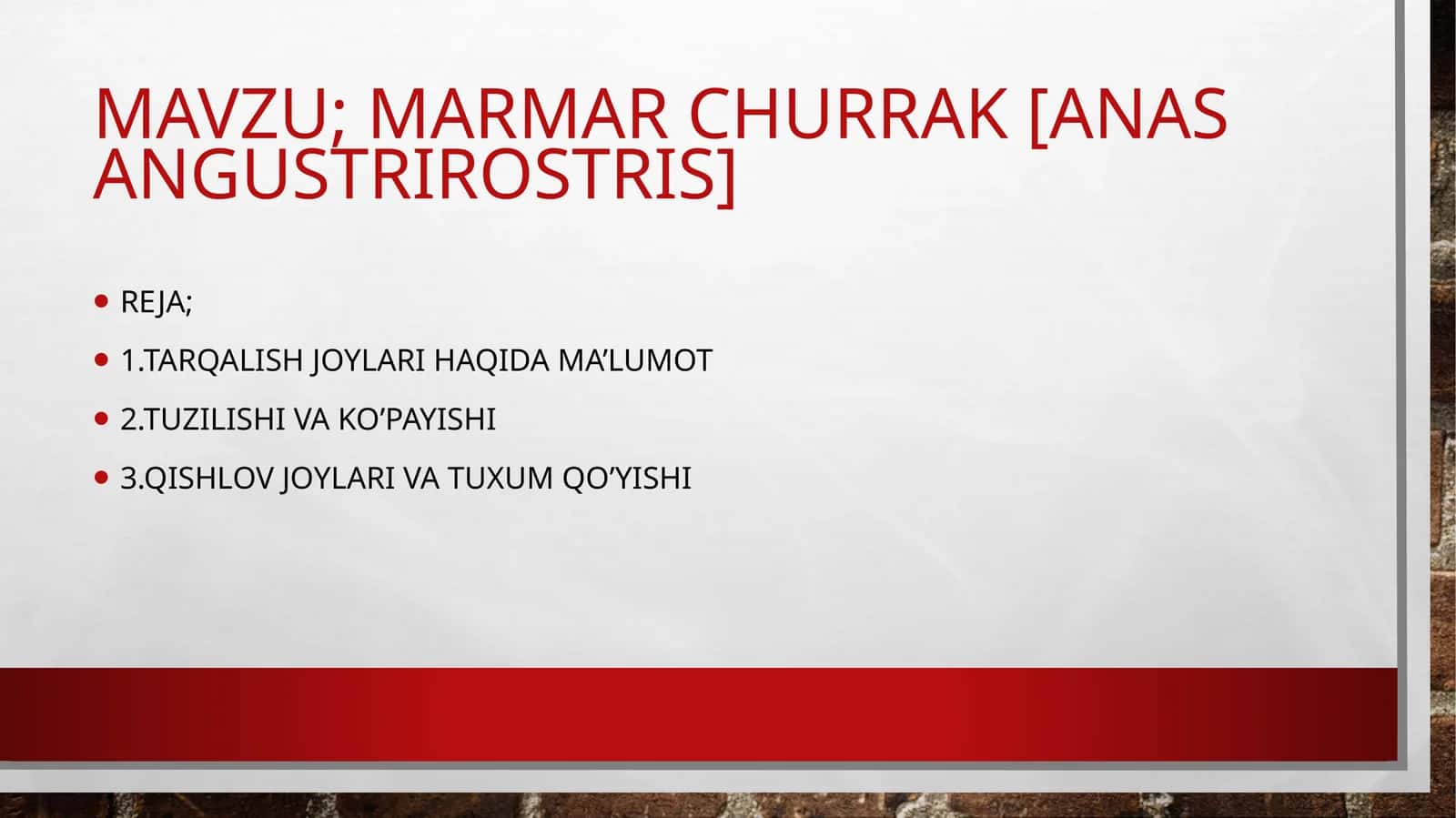 MARMAR CHURRAK [anas angustrirostris] 1