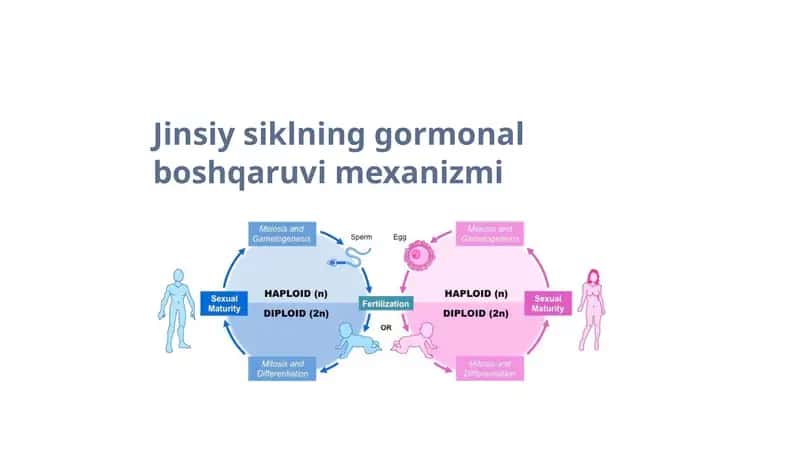Jinsiy siklning gormonal boshqaruvi mexanizmi 1