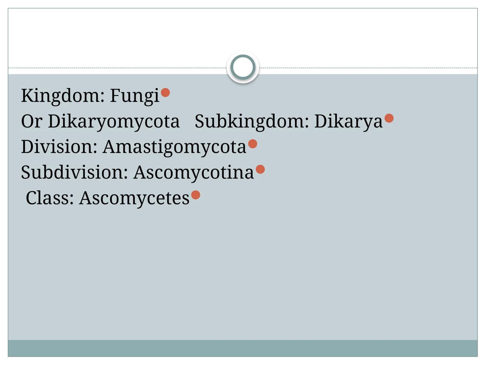 Ascomycetes 1
