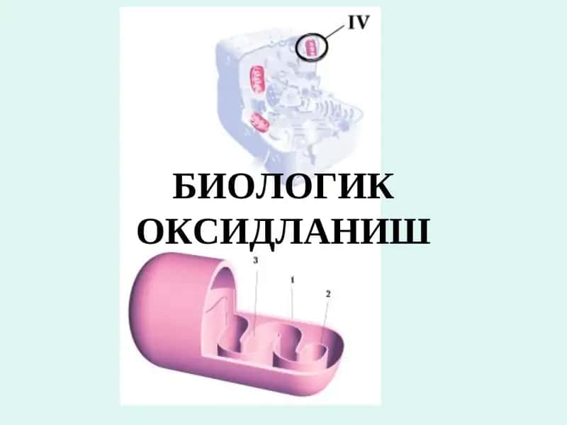 БИОЛОГИК ОКСИДЛАНИШ 1