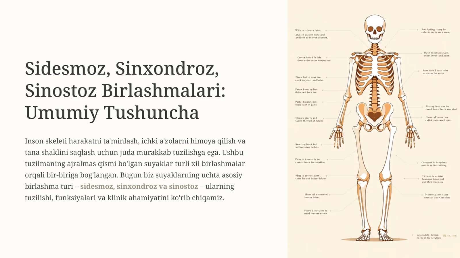 Sidesmoz, Sinxondroz, Sinostoz Birlashmalari: Umumiy Tushuncha 1