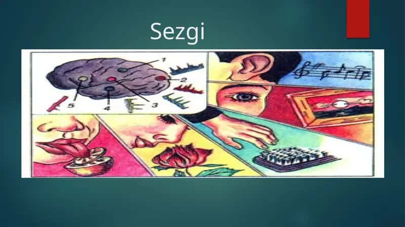 Sezgi 1