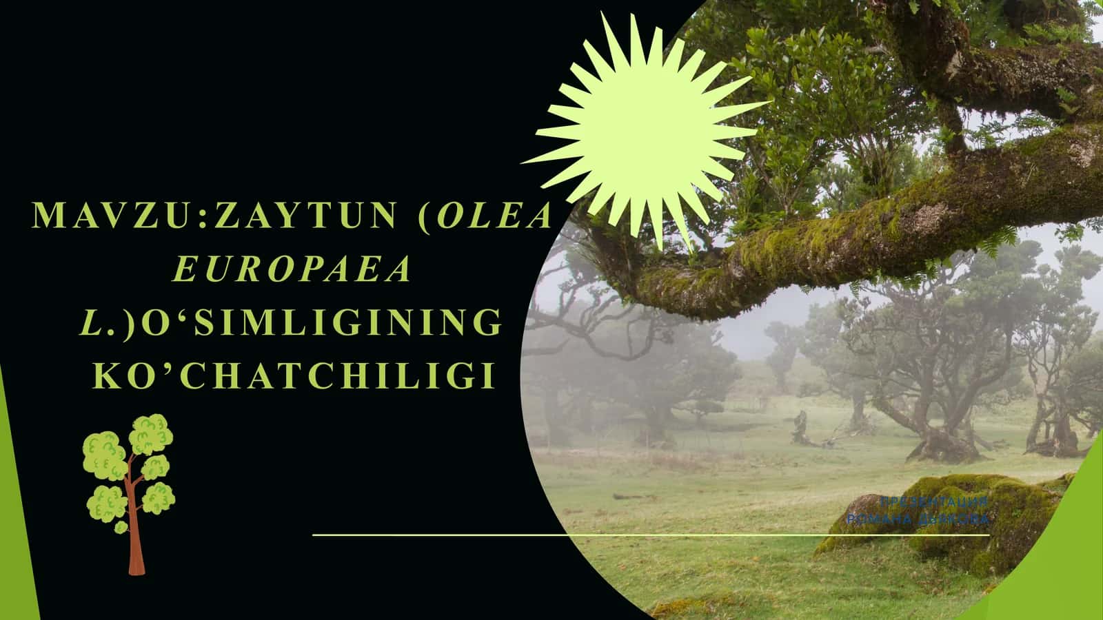 ZAYTUN (OLEA EUROPAEA L.) O‘SIMLIGINING KO’CHATCHILIGI 1