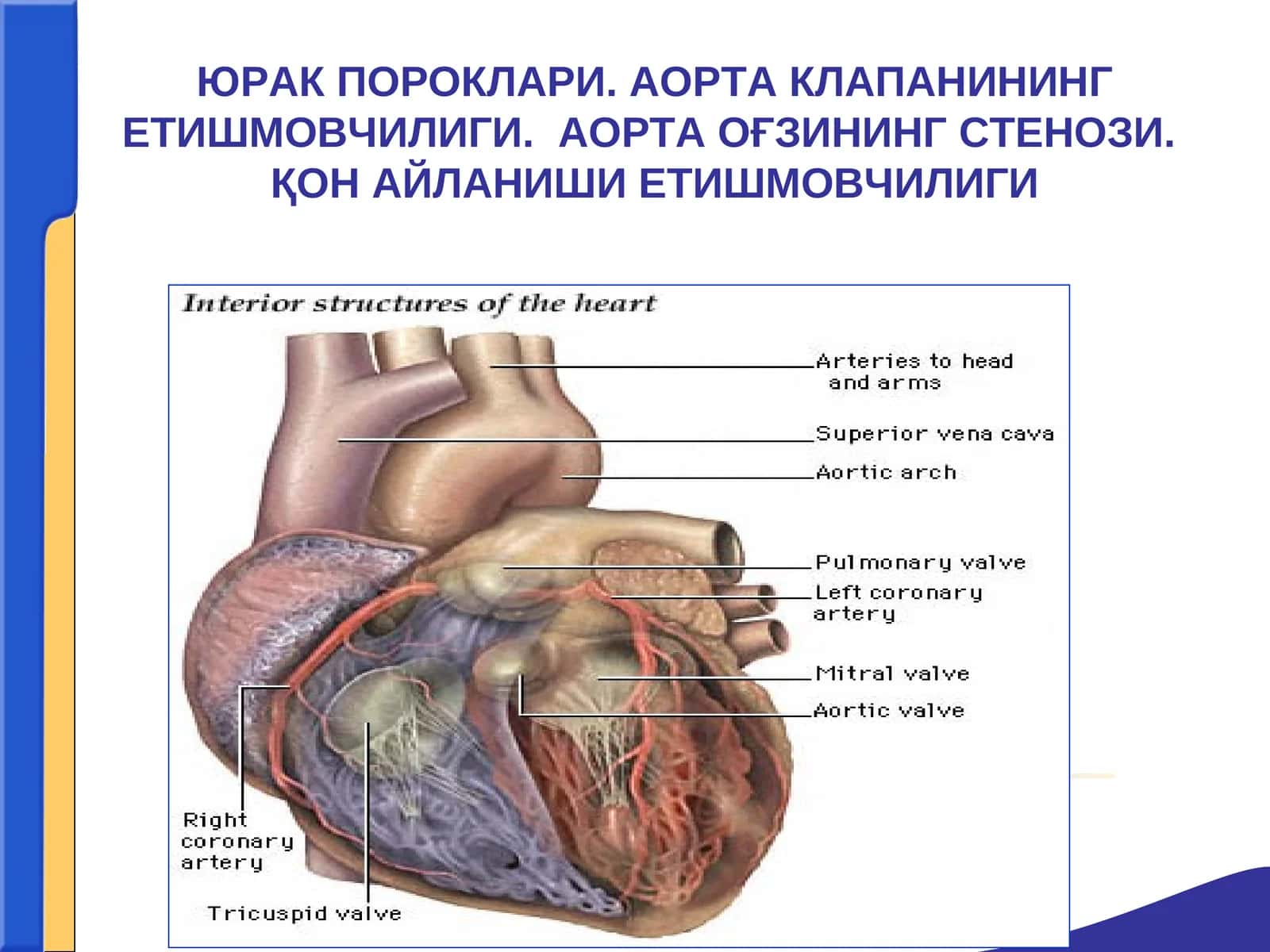 ЮРАК ПОРОКЛАРИ. АОРТА КЛАПАНИНИНГЕТИШМОВЧИЛИГИ.АОРТА ОҒЗИНИНГ СТЕНОЗИ.ҚОН АЙЛАНИШИ ЕТИШМОВЧИЛИГИ 1