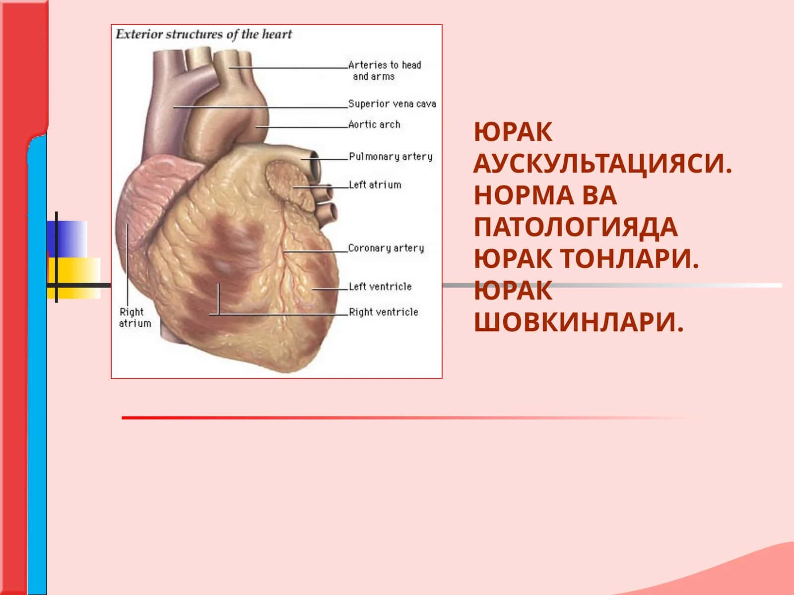 ЮРАК АУСКУЛЬТАЦИЯСИ.НОРМА ВА  ПАТОЛОГИЯДА ЮРАК ТОНЛАРИ. ЮРАК ШОВКИНЛАРИ. 1