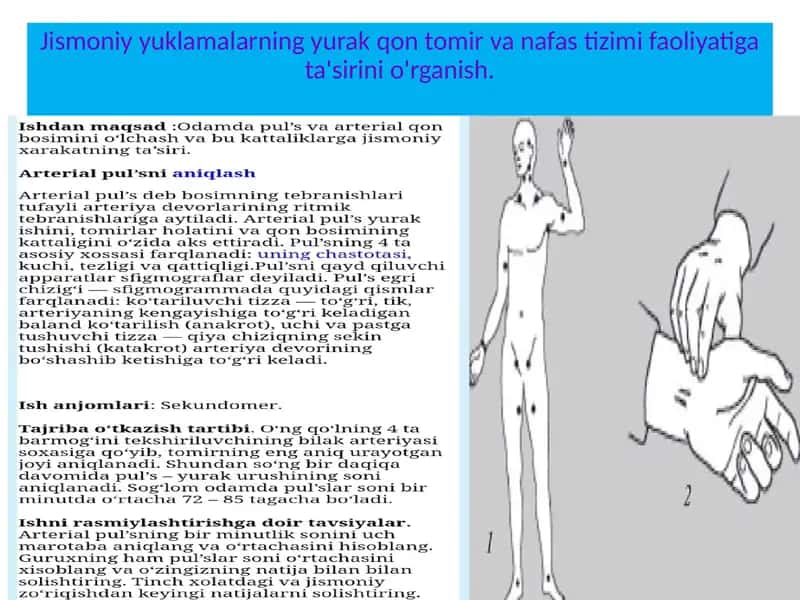Jismoniyyuklamalarning yurak qontomir va nafas tizimi faoliyati gata'siri 1