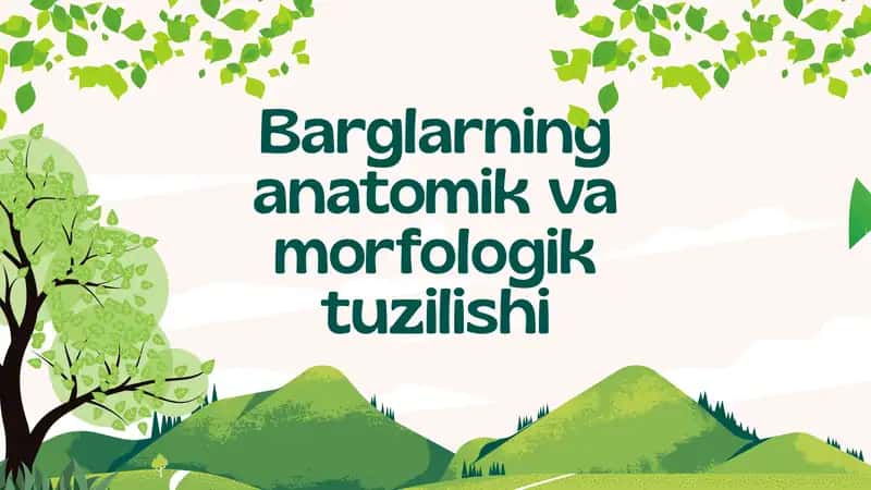 Barglarning anatomik va morfologik tuzilishi. 1