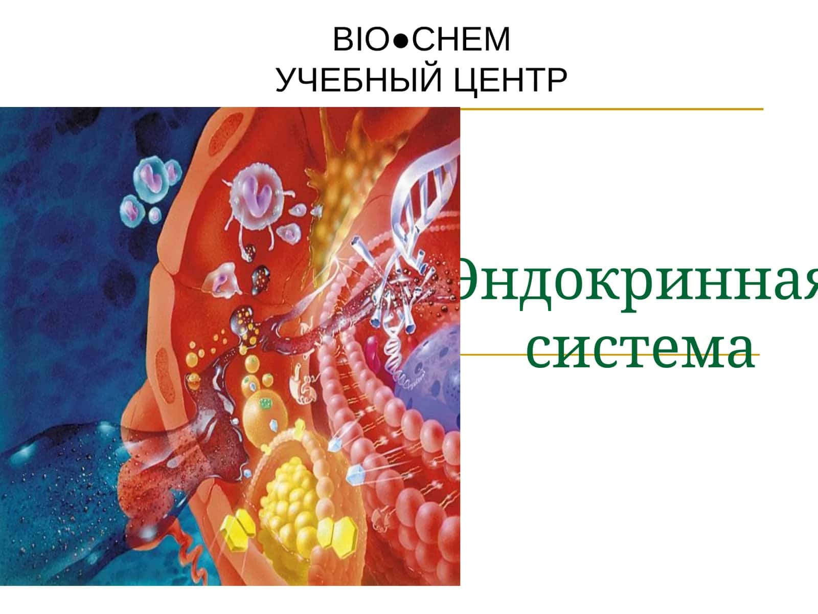 Эндокринная система 1