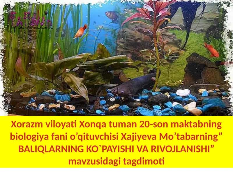 BALIQLARNING KO`PAYISHI VA RIVOJLANISHI 1