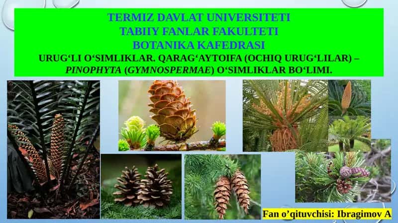 Urug‘li O‘simliklar. Qarag‘aytoifa (Ochiq Urug‘lilar) – Pinophyta(Gymnospermae) O‘simliklar Bo‘limi 1