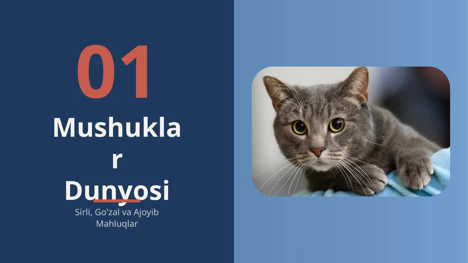 Mushuklar dunyosi 1