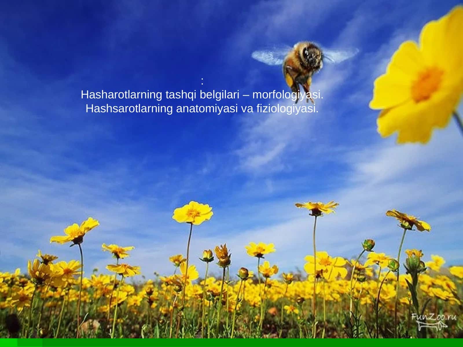 Hasharotlar anatomiyasi va fiziologiyasi 1