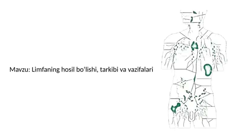 Limfaning hosil bo’lishi, tarkibi va vazifalari 1