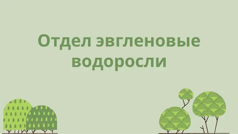 Эвгленовые водоросли 1