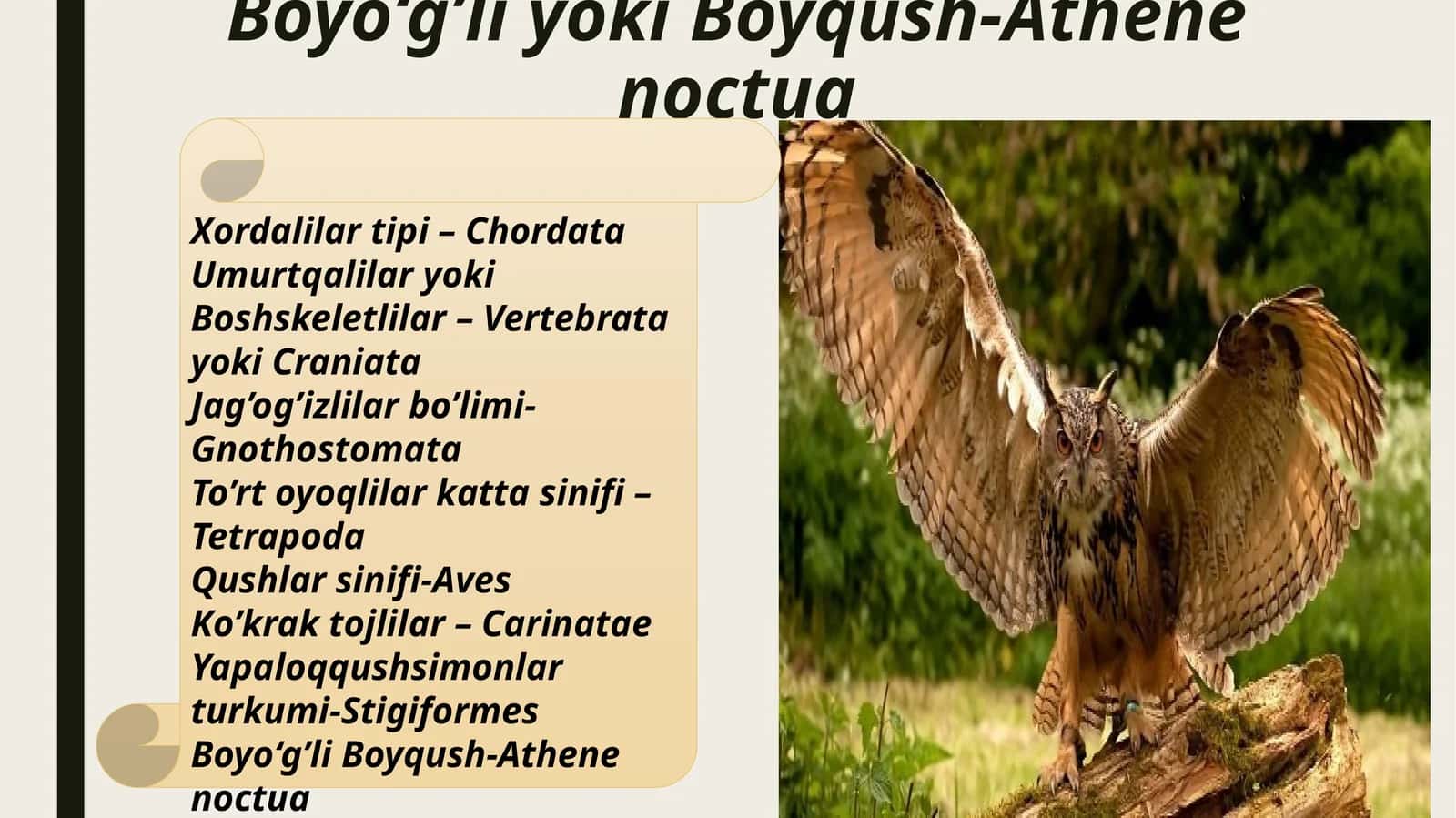 Boyo‘g’li yoki Boyqush-Athene noctua 1