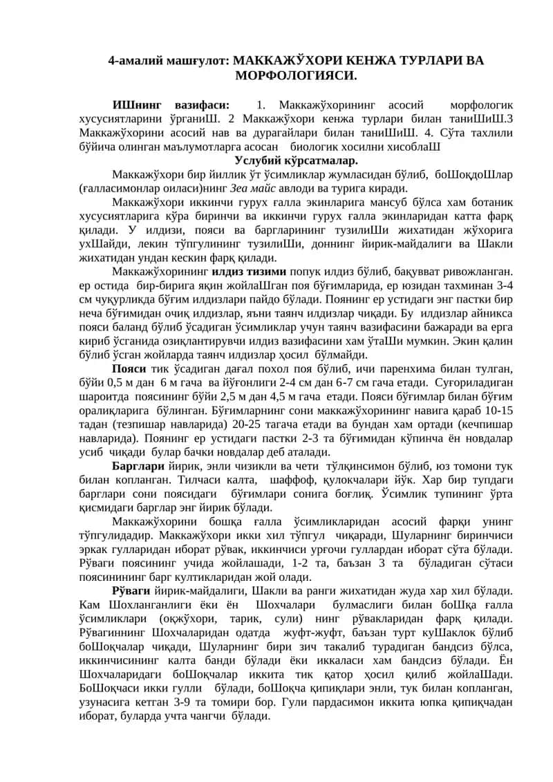 Маккажўхори кенжа турлари ва морфологияси 1