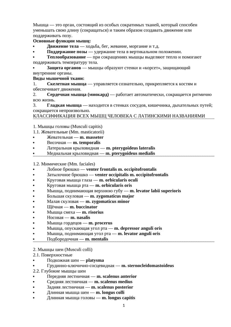 КЛАССИФИКАЦИЯ ВСЕХ МЫШЦ ЧЕЛОВЕКА С ЛАТИНСКИМИ НАЗВАНИЯМИ 1