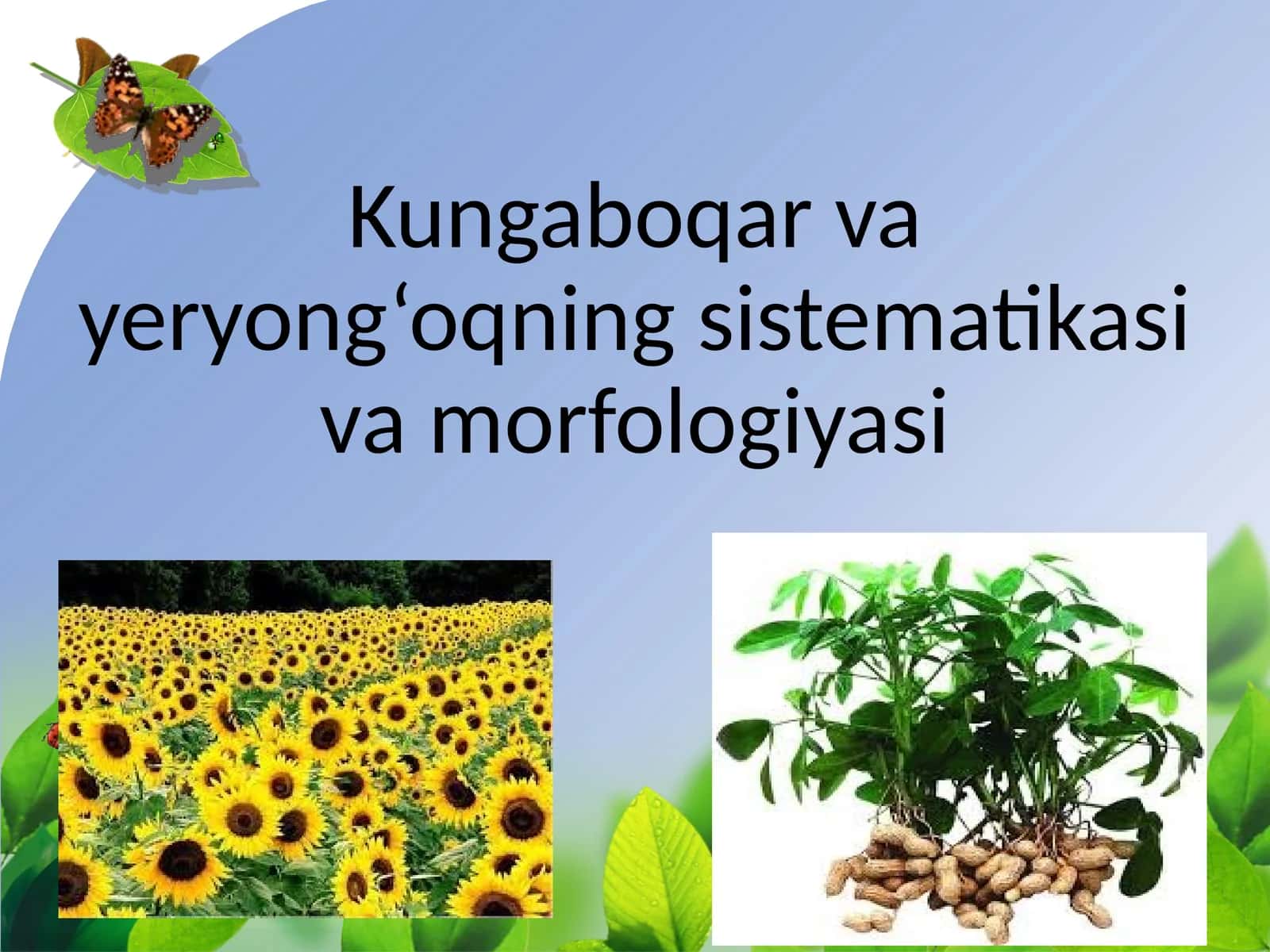 Kungaboqar va yeryong‘oqning sistematikasi va morfologiyasi 1