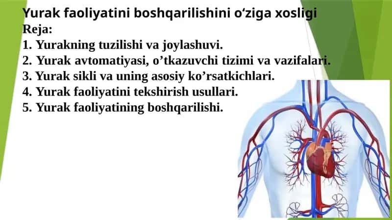 Yurak faoliyatini boshqarilishini o‘zigaxosligi 1