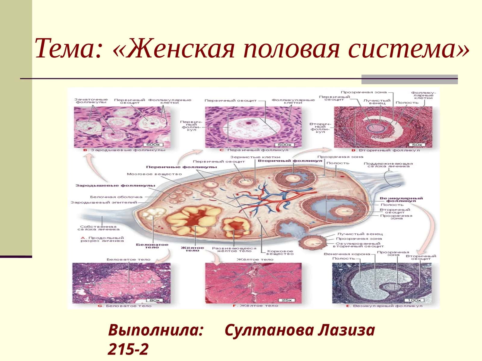 Женская половая система 1