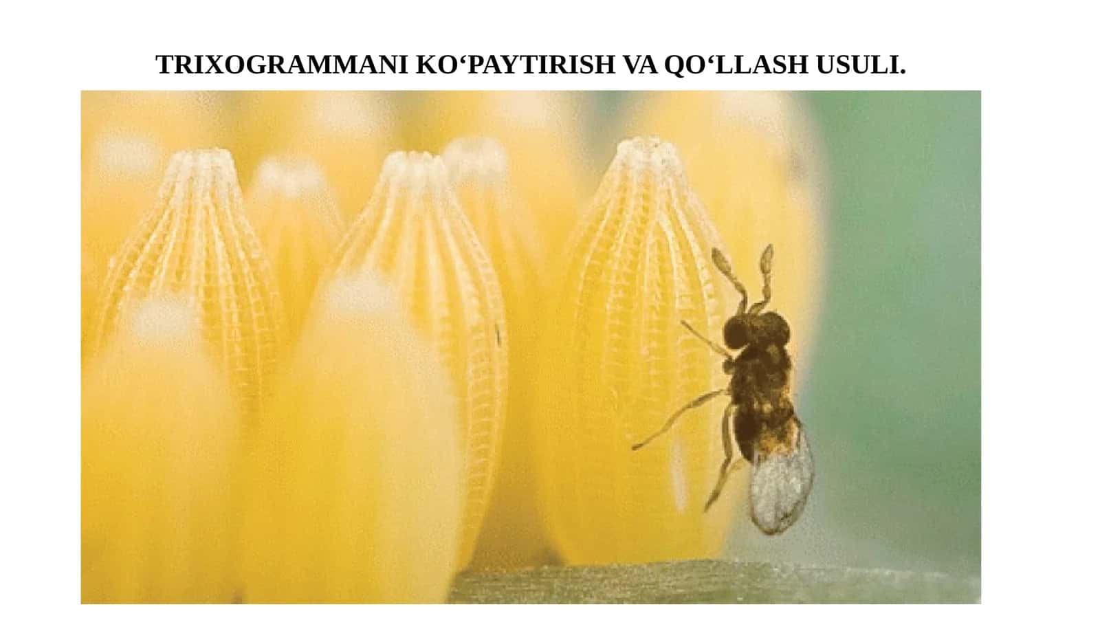 Trixogrammani ko‘paytirish va qo‘llash usuli 1