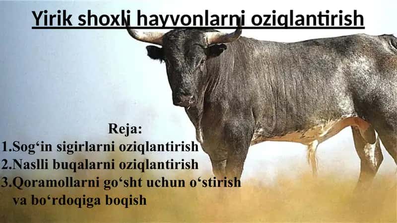 Yirik shoxli hayvonlarni oziqlantirish 1