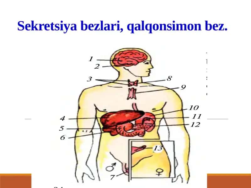 Sekretsiya bezlari, qalqonsimon bez 1