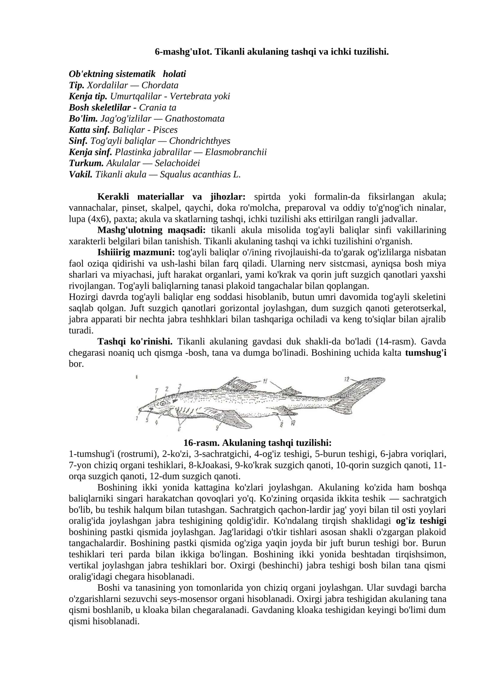 Tikanli Akulaning Tashqi va Ichki Tuzilishi 1