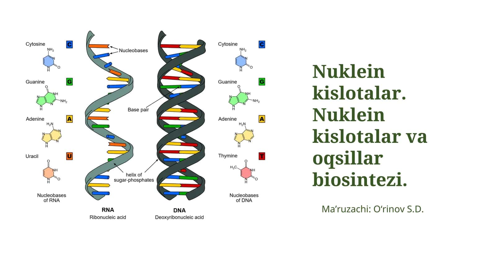 Nuklein kislotalar. Nuklein kislotalar va oqsillar biosintezi 1