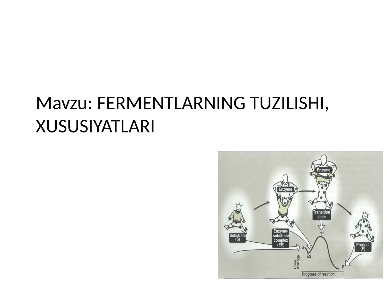 FERMENTLARNING TUZILISHI, XUSUSIYATLARI 1