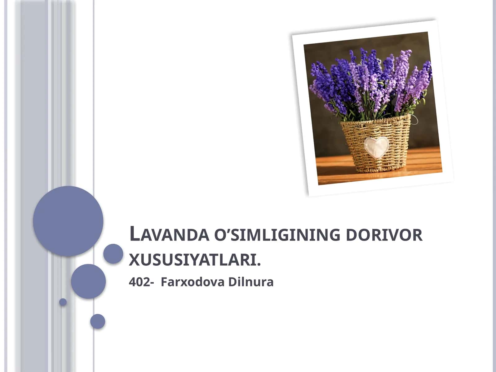Lavanda o'simligining dorivor xususiyatlari 1