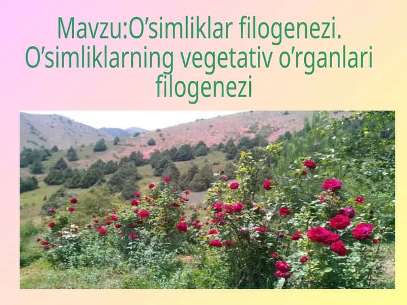 O’simliklar filogenezi 1