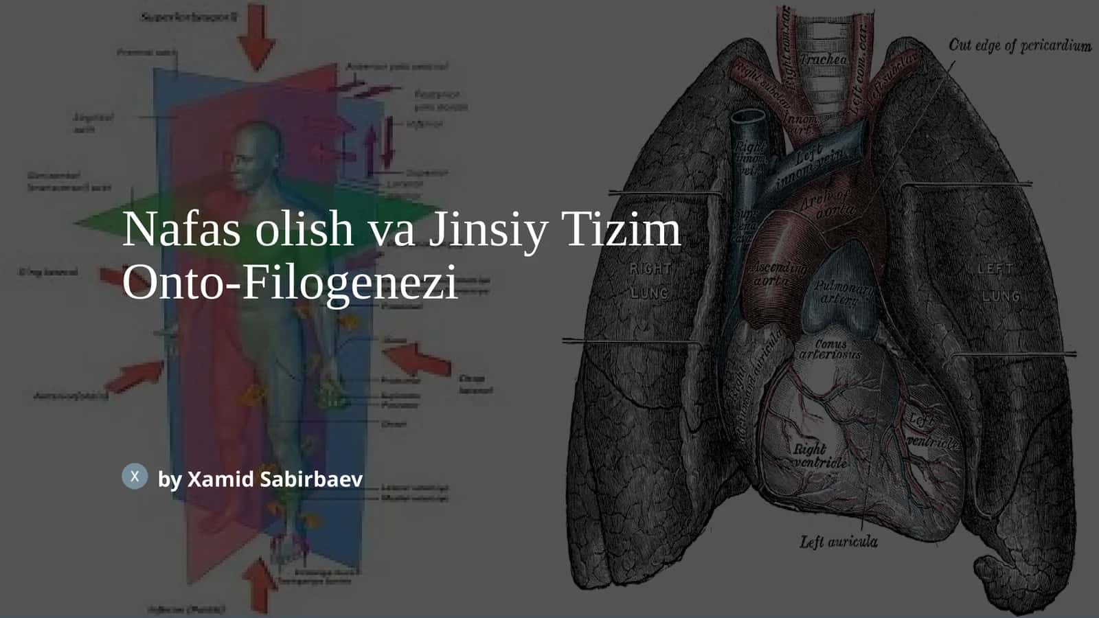 Nafas olish va Jinsiy Tizim Onto-Filogenezi 1