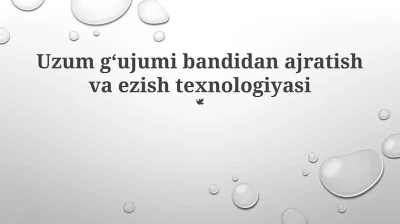 Uzum g‘ujumi bandidan ajratish va ezish texnologiyasi 1