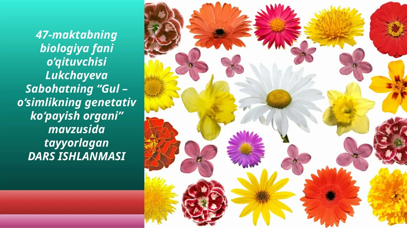 6-sinf Botanika fanidan dars ishlanma. Gul - o'simlikning genetativ ko'payish organi 1