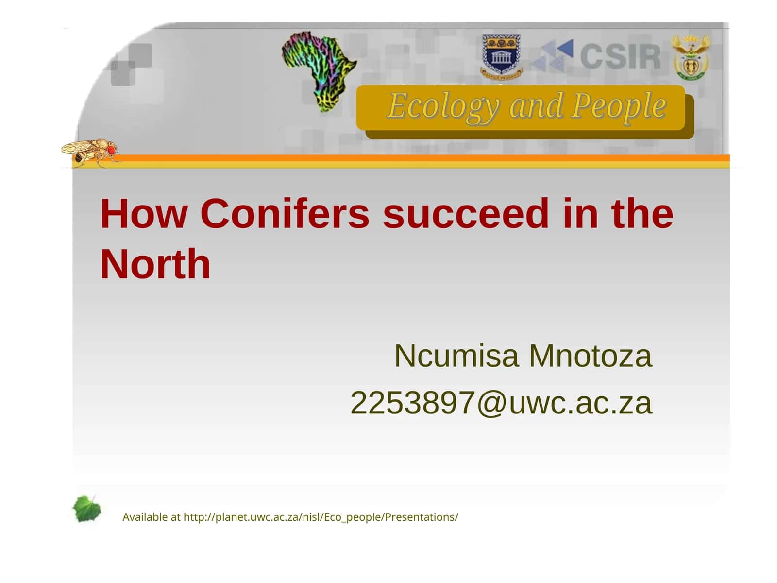 Conifers' Success in the North 1
