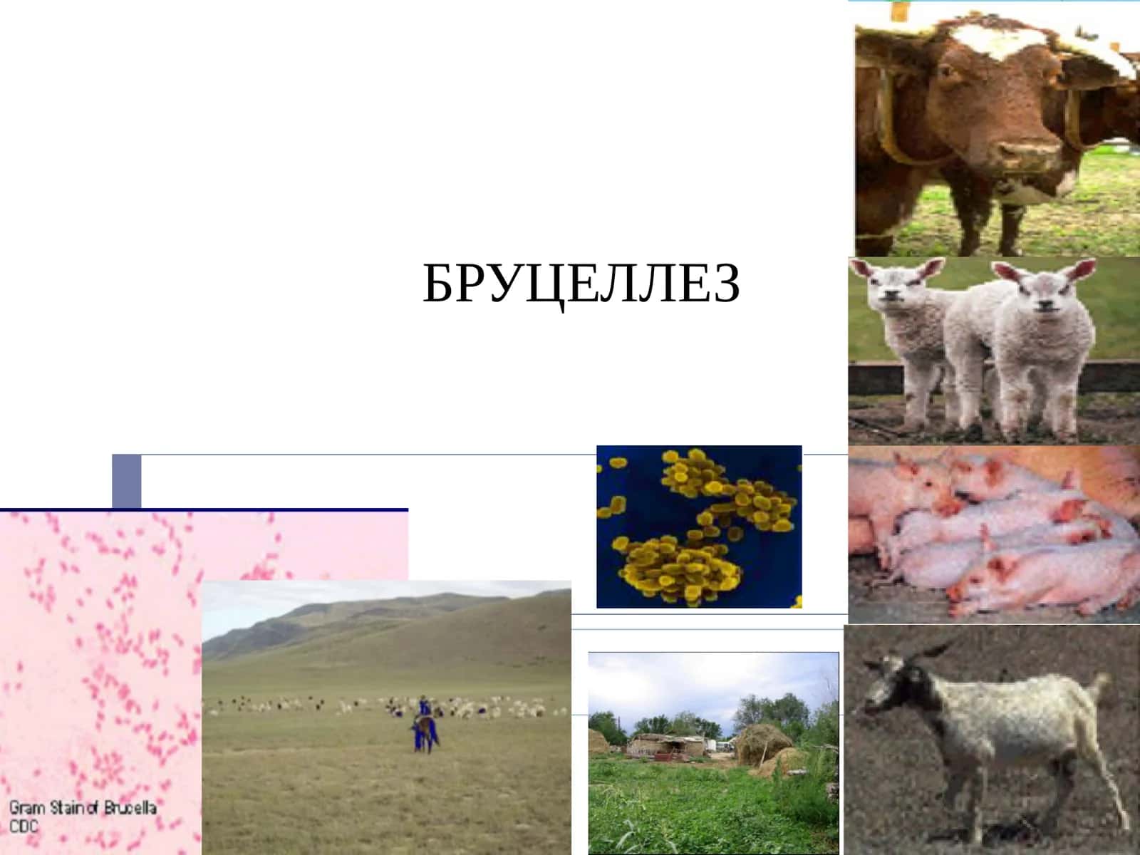 Бруцеллез 1
