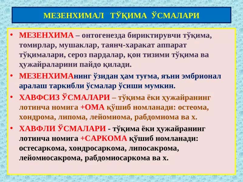 Мезенхима 1