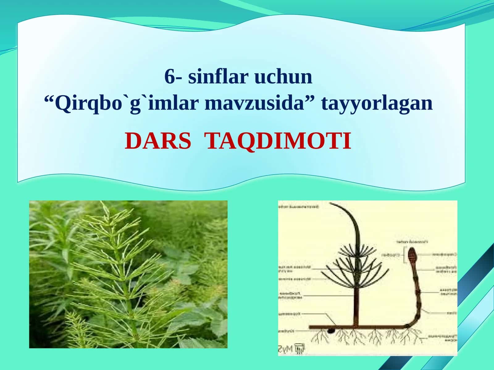 Qirqbo'g'imlar 1