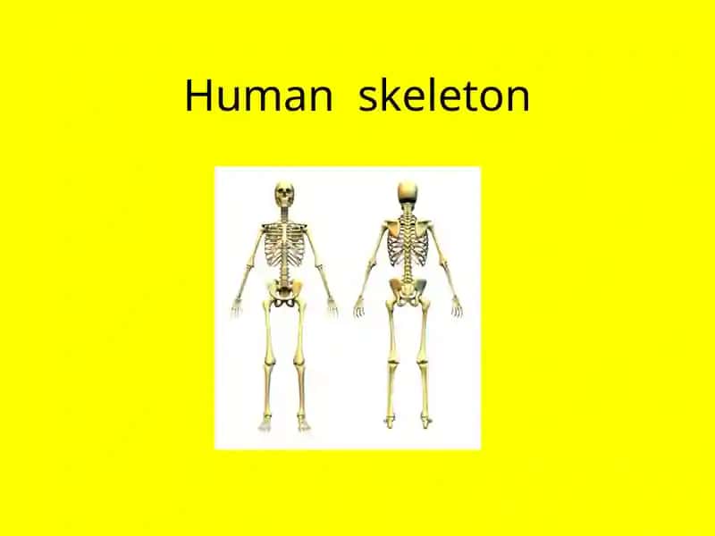 Humanskeleton 1