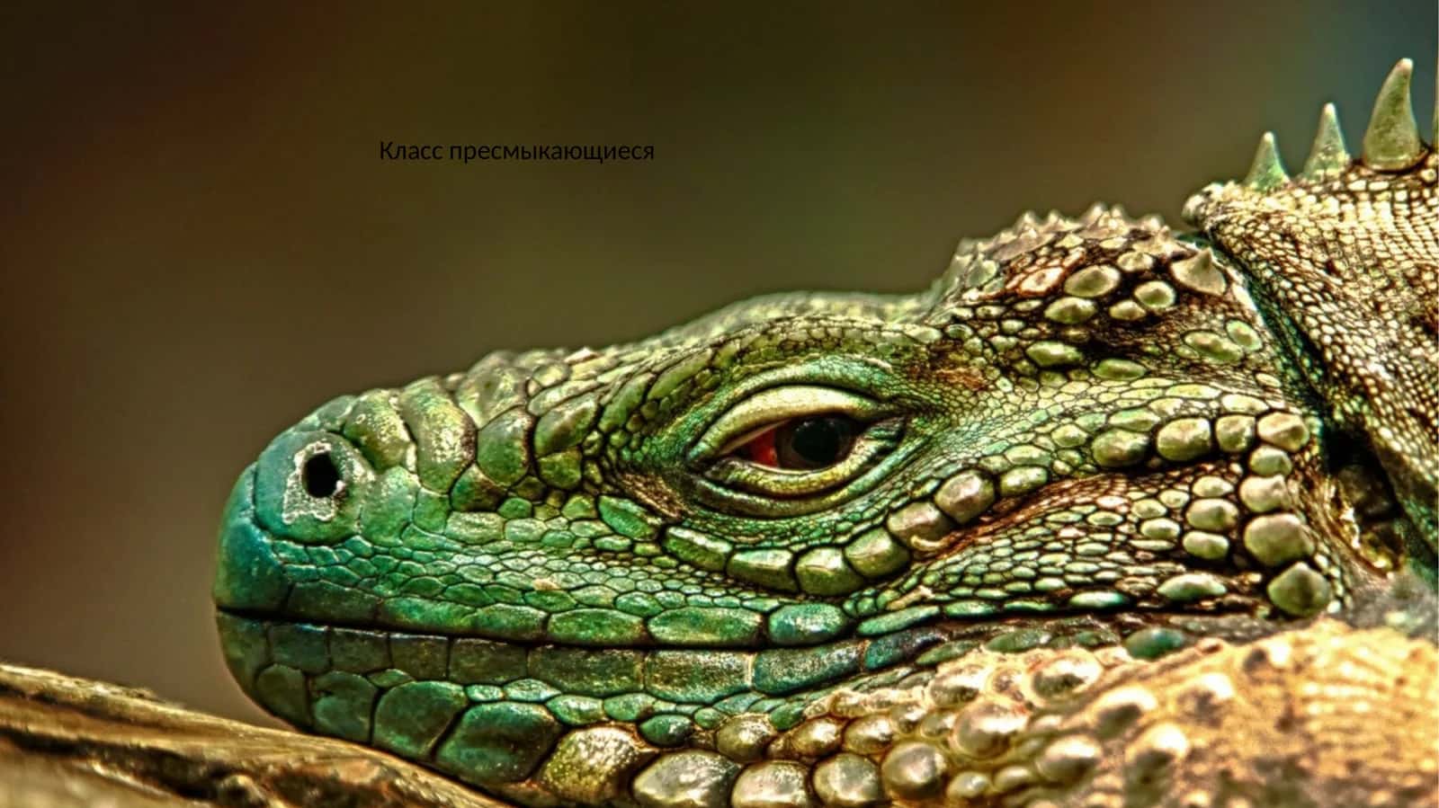 Класс пресмыкающиеся 1