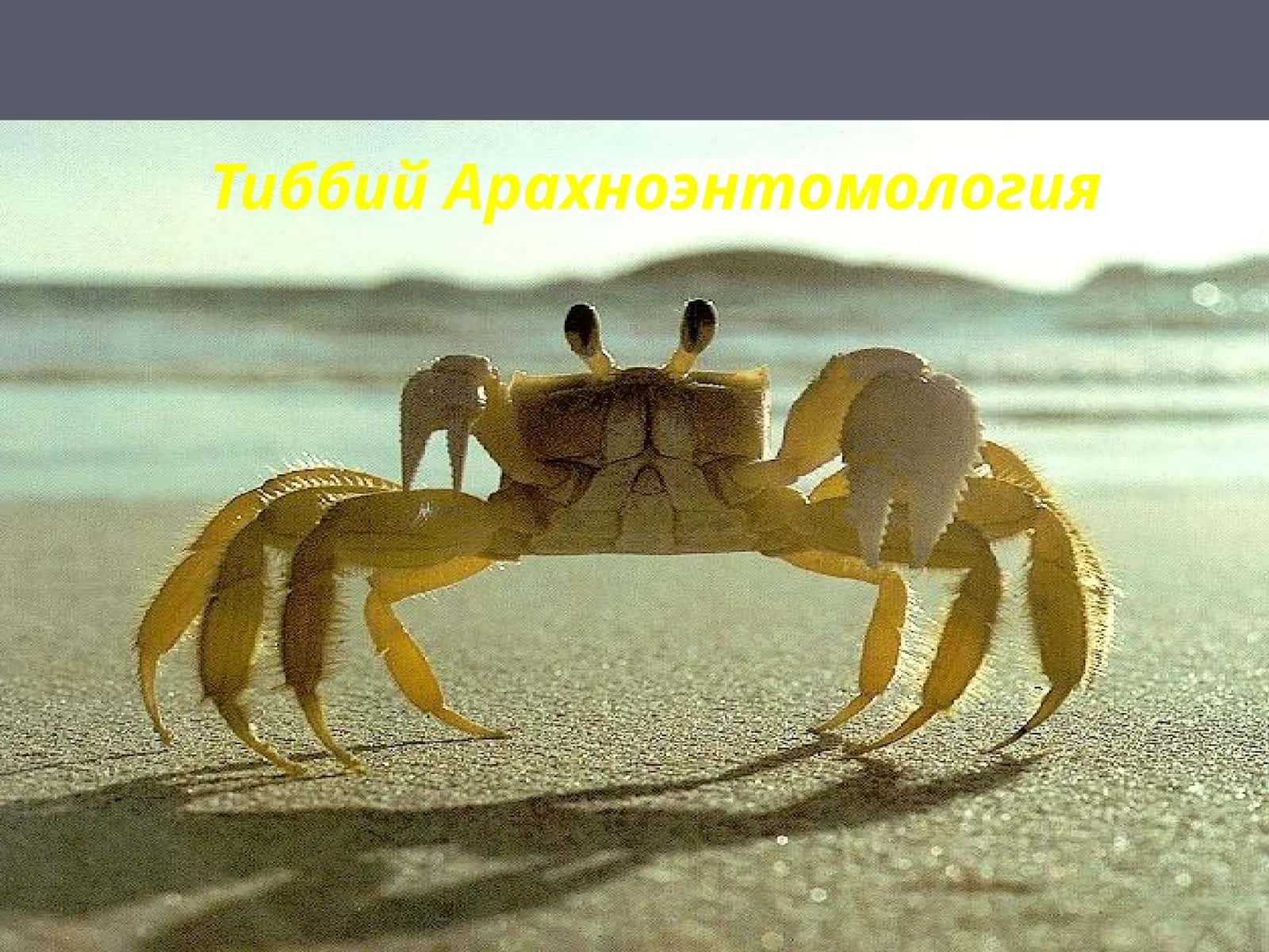 Тиббий Арахноэнтомология 1